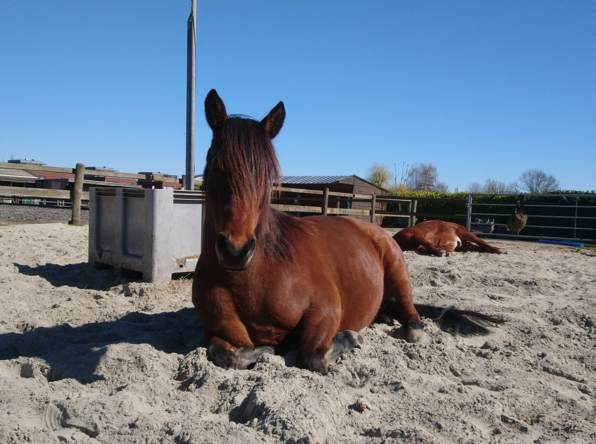 Lees meer over het artikel 10. De D van durven: Daisy