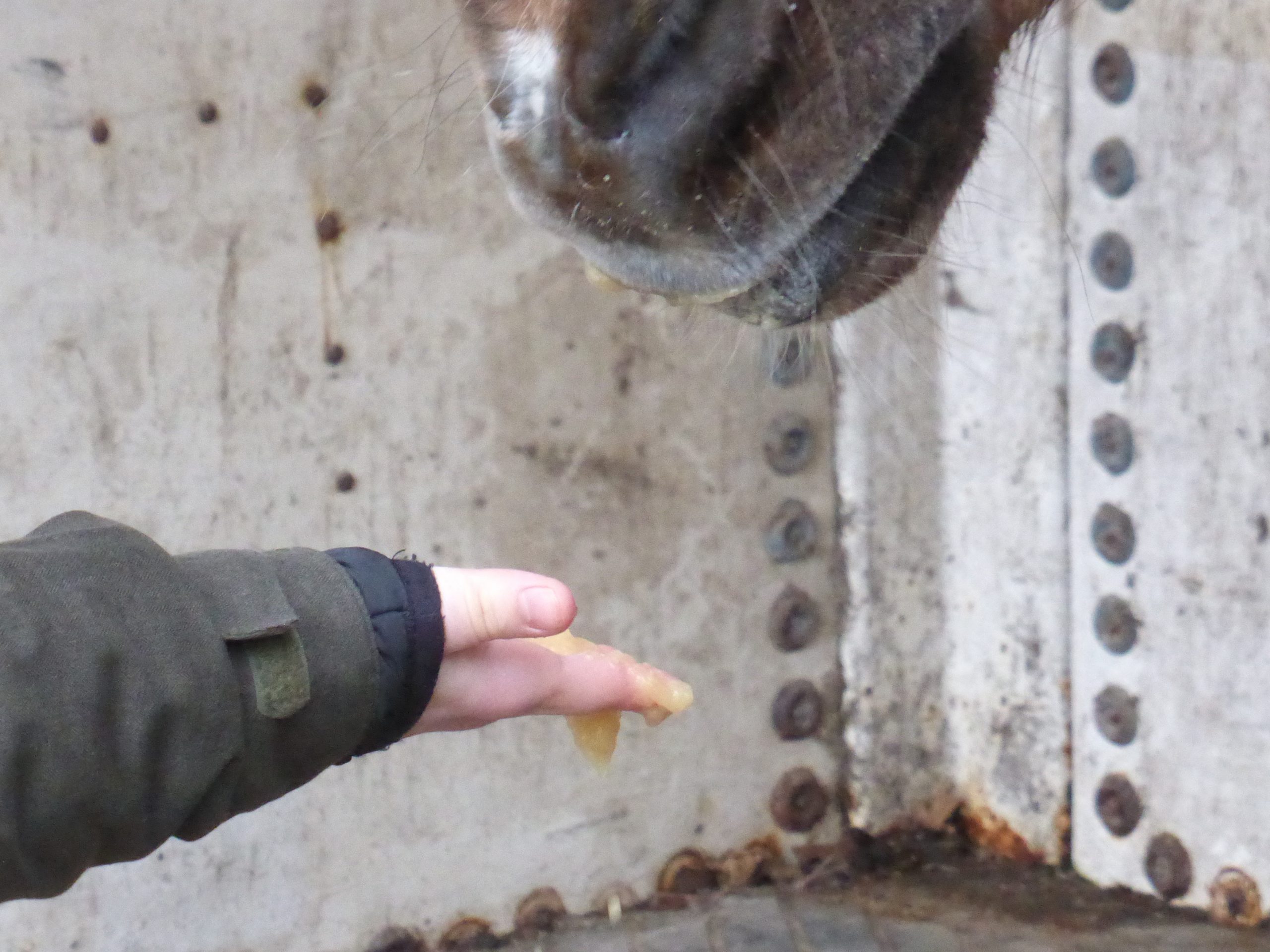 Lees meer over het artikel 13. De tederheid van appelmoes