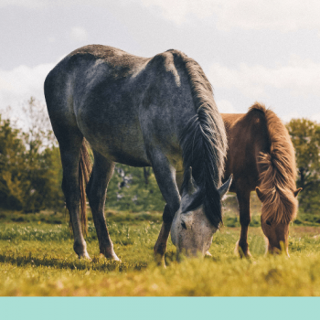 Lees meer over het artikel 17. Het wij-land.