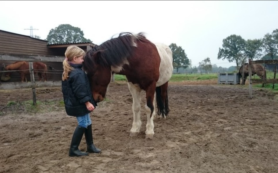 Lees meer over het artikel 18. Waarom paarden?