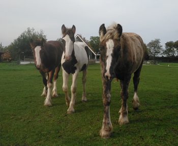 Lees meer over het artikel 19. ADHD en de rust van het paard