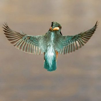 Lees meer over het artikel 20. Los