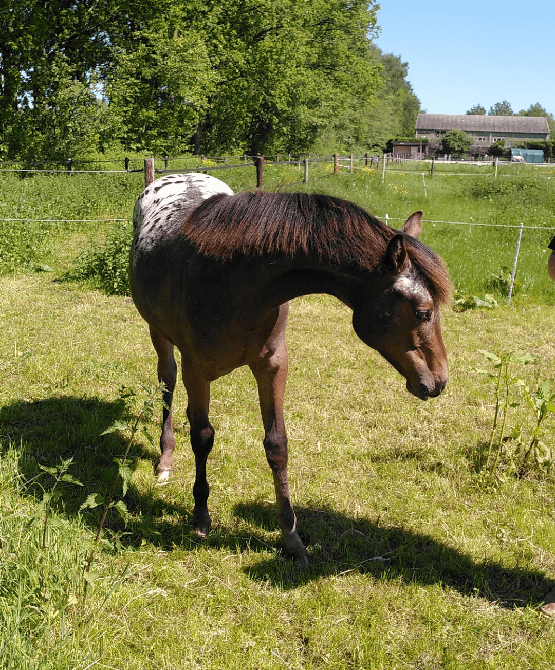 Lees meer over het artikel 6. Vlinder