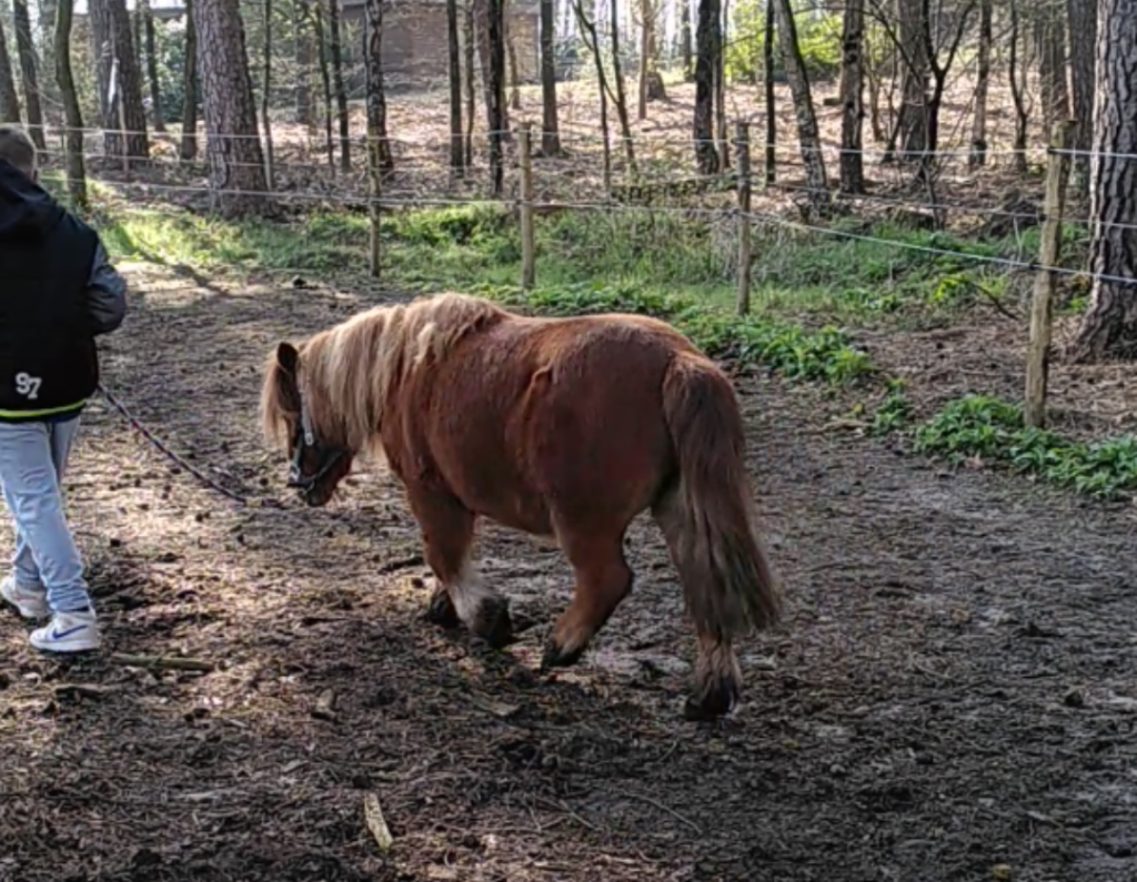 39. Spring-in-het-veld • EquiLateral
